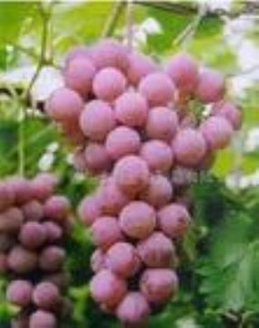 Grape Seed Extract